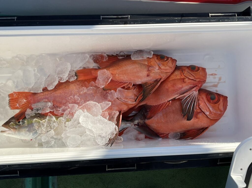 白いクーラーの中の氷の上に、鮮やかなオレンジ色の魚が数匹横たわり、大きな目を見開き、ヒレを広げている。.