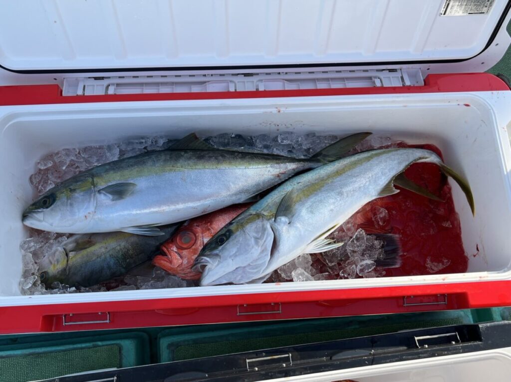 氷で満たされた紅白のクーラーの中には、大きなブリが2匹と赤い魚が1匹。.