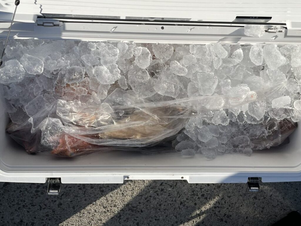 氷の入った白いクーラーと、透明なビニール袋に包まれた数匹の魚が、灰色のコンクリートの上に置かれている。.