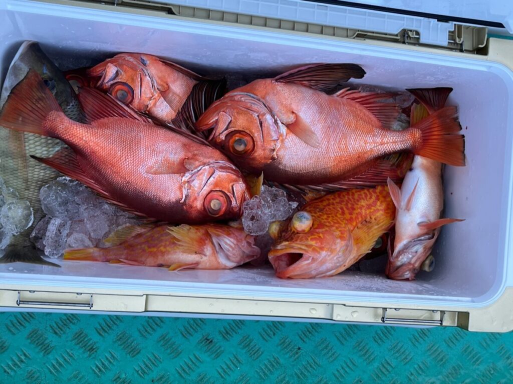 釣ったばかりの赤やオレンジの魚が、白いクーラーの中で氷の上に横たわっている。.