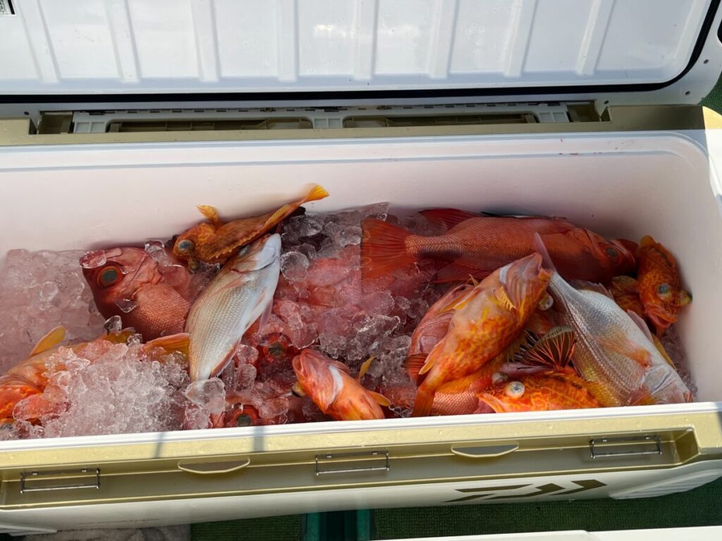 大きなクーラーに氷と獲れたての赤やオレンジの魚が入っていて、クーラーの蓋が開いていて、魚が重なっている。.
