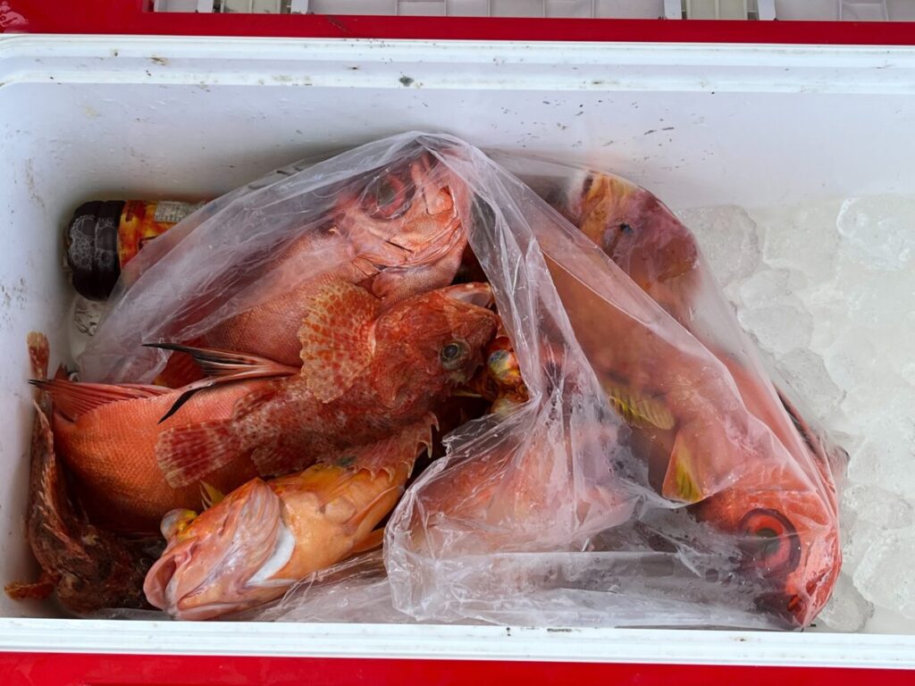 赤みがかったオレンジ色の大きな魚が数匹、ビニール袋で覆われたクーラーの中に山積みにされ、氷の上で休んでいる。魚の目と粗い鱗が目立つ。.