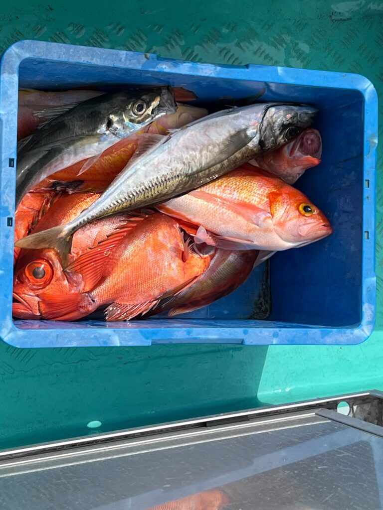 青いプラスチックの容器に銀色や赤色の獲れたての魚が入れられ、明るい日差しの下、緑色の水面に置かれている。.