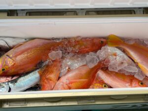 クーラーには、主にオレンジや黄色の獲れたての魚が、保冷のために氷の上に並べられている。.