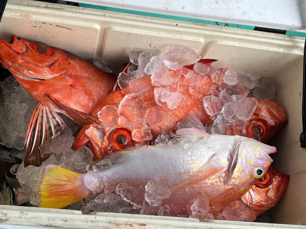 氷で満たされたクーラーの中に、ほとんどが赤で、1匹だけ黄色と白の獲れたての魚が何匹も一緒に詰められている。魚はよく冷やされ、輸送や保管の準備ができているようだ。.