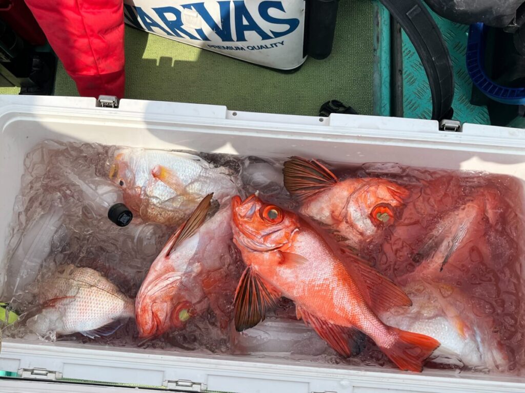 ボートの上に置かれた白いクーラーの中に、大きな赤い魚が何匹も氷の上に横たわっている。人の赤いズボンと "VARIVAS "と書かれた白いバッグが近くに見える。.