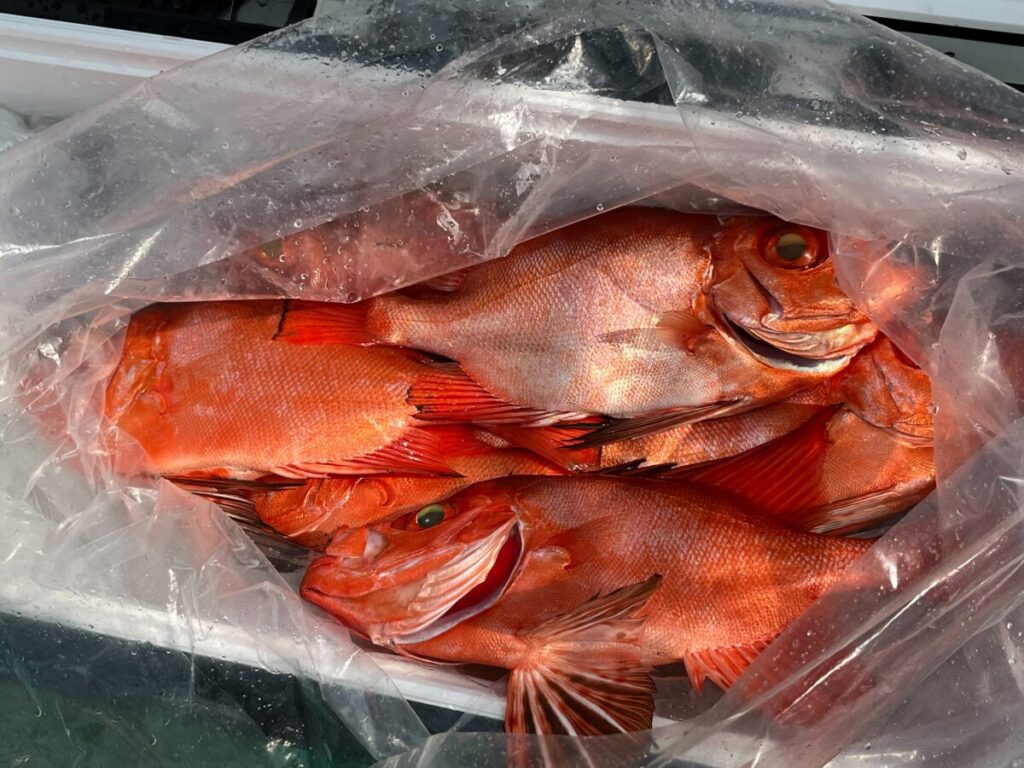 鮮やかなオレンジレッドの魚が何匹も透明なビニール袋の中に重なっており、光沢のあるウロコとヒレが見える。.