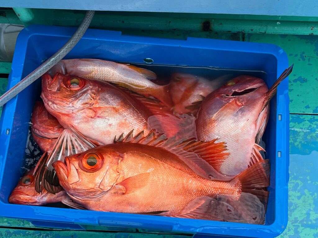 青いプラスチックの容器に、獲れたての大きな赤い魚が何匹も入っている。.