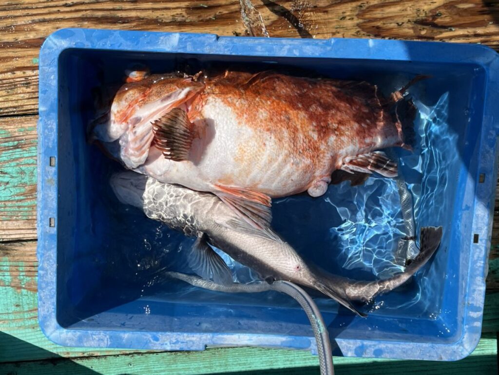 青いプラスチックの容器に水が満たされ、オレンジ色と銀灰色の2匹の大きな魚が木製の水面にいる。.