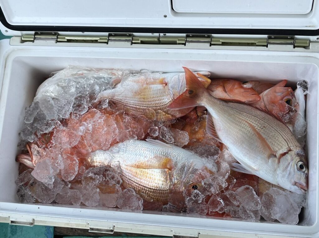 白いクーラーの中の氷の上に、獲れたての魚が数匹横たわっている。魚はピンクがかった白色のうろこを持ち、クーラーの蓋を開けたまま密接に積み重ねられている。.