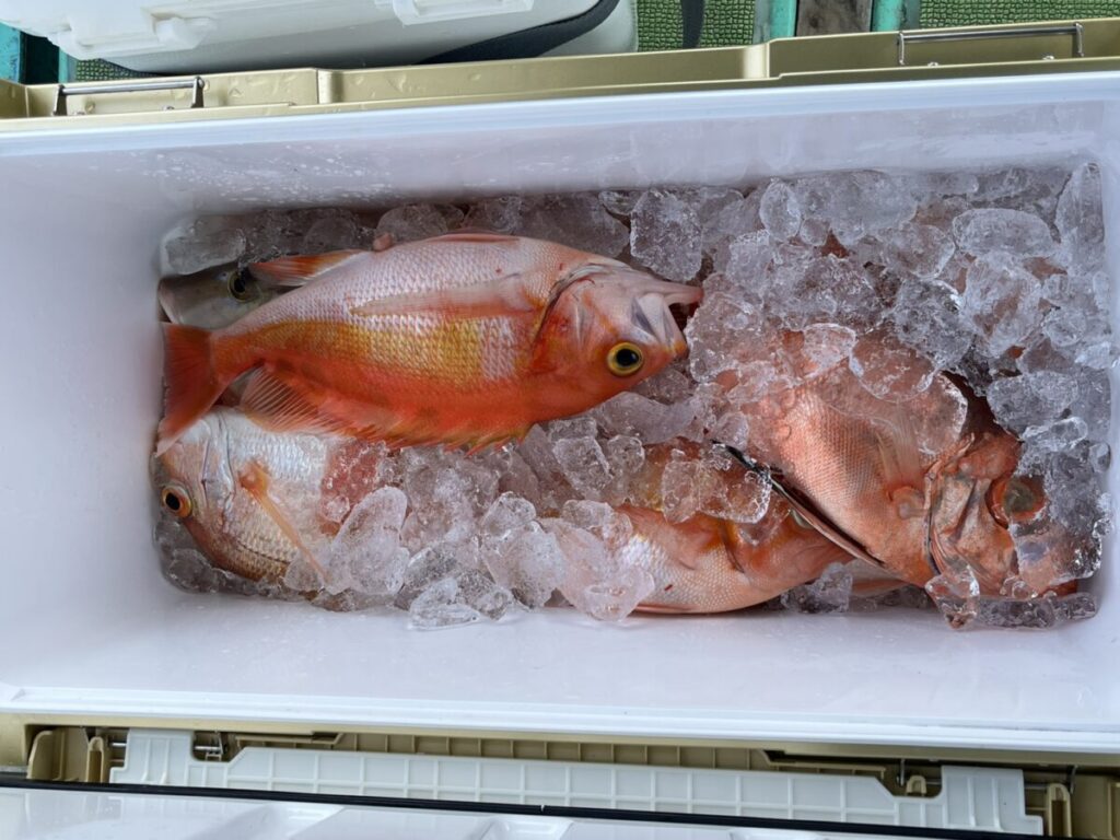 数匹の赤みがかったオレンジ色の魚が、白いクーラーの中の氷の上に横たわっている。クーラーは部分的に開いており、魚が新鮮に保たれていることがわかる。.