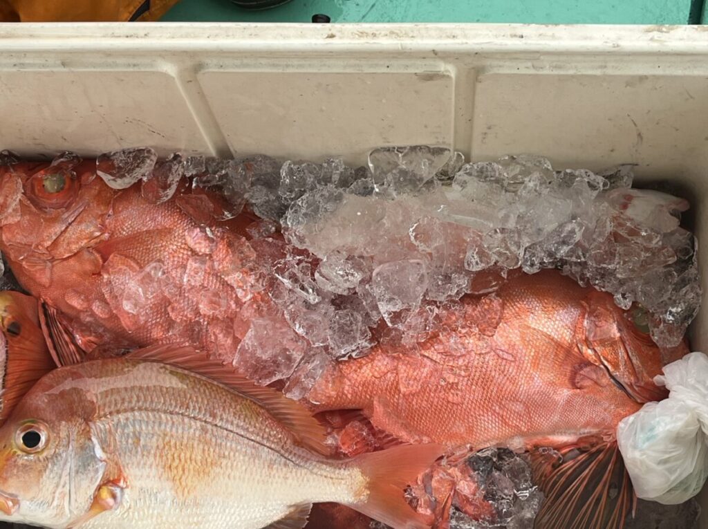 大きな赤い魚が数匹、氷の入ったクーラーに詰められ、鮮度を保っている。氷は魚の一部を覆い、右側にはビニール袋の角が見える。.