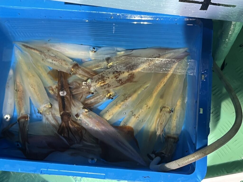 獲れたてのイカが数匹、水を張った青いプラスチック容器に入れられ、緑色の水面に置かれる。.