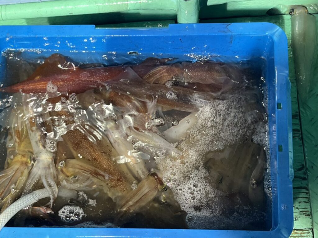 青いプラスチックの容器に生きたイカを詰め、水面に泡を浮かべたもの。.