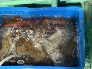 青いプラスチックの容器に生きたイカを詰め、水面に泡を浮かべたもの。.