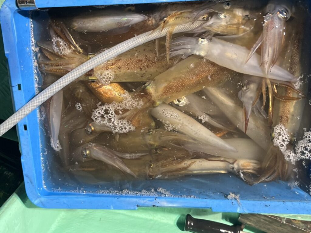 青い容器の中には生きたイカと水が満たされ、表面には泡が立ち、中にはホースが沈んでいる。.
