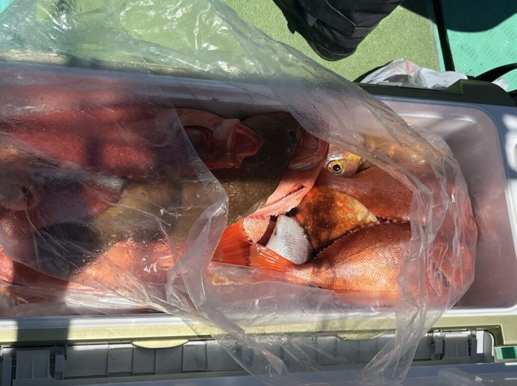 赤とオレンジの獲れたての魚がクーラーの中に数匹詰められ、透明なビニール袋で一部覆われている。.