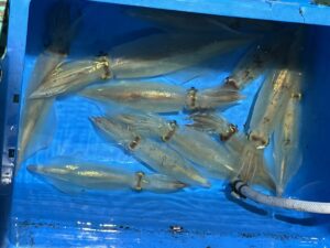 真っ青な水槽の中に、生きたイカが何匹か入っている。右下から白いホースが水槽に入っている。.