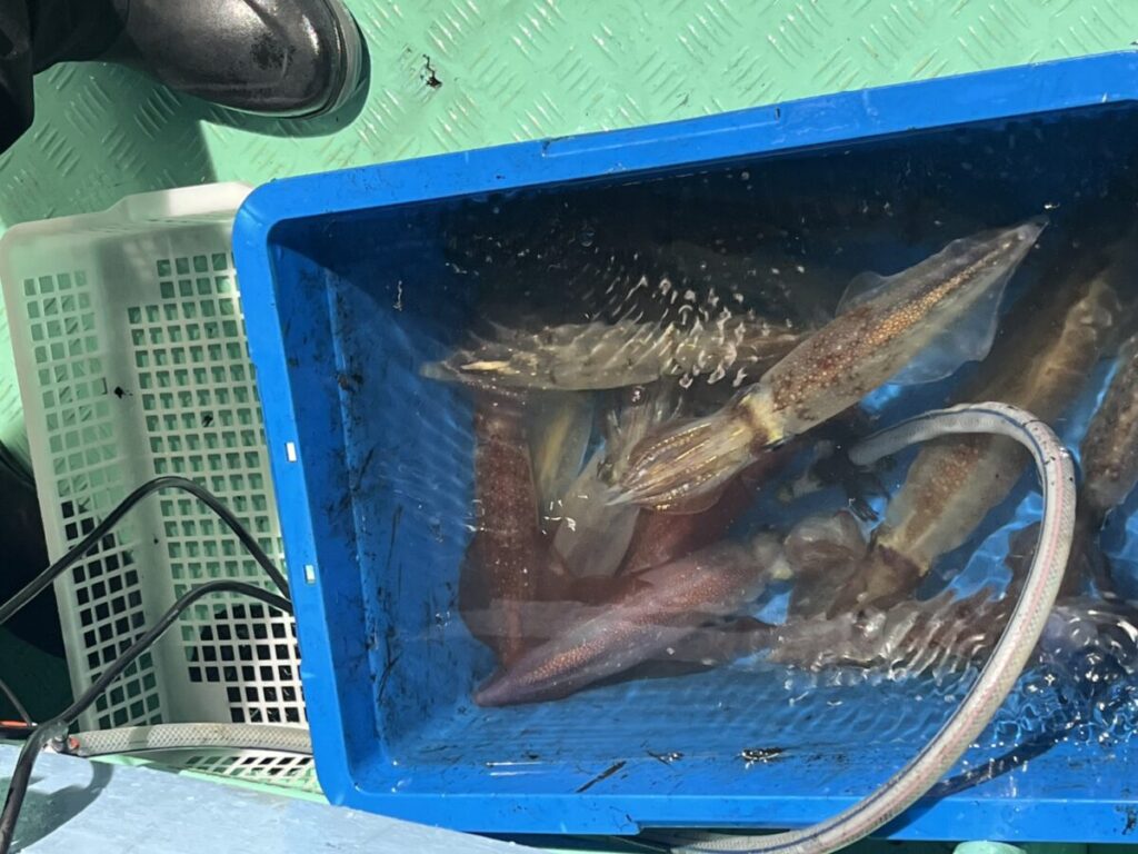 イカの水煮が入った青いプラスチックのビンが緑色の床の上に置かれている。近くにはプラスチックのかご、黒いブーツ、チューブやホースが見える。.