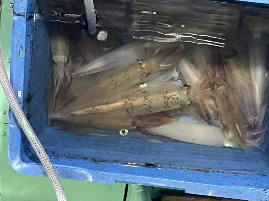 水を張った青い容器の中に、生きたイカが数匹、ホースでつながれている。イカは半透明で、細部が見える。.