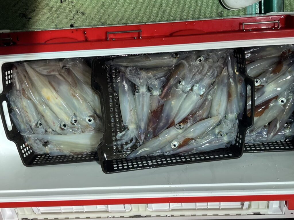 獲れたてのイカがたくさん入ったクーラーは、黒いプラスチックのトレーに分けられ、目や触手がはっきりと見える。.