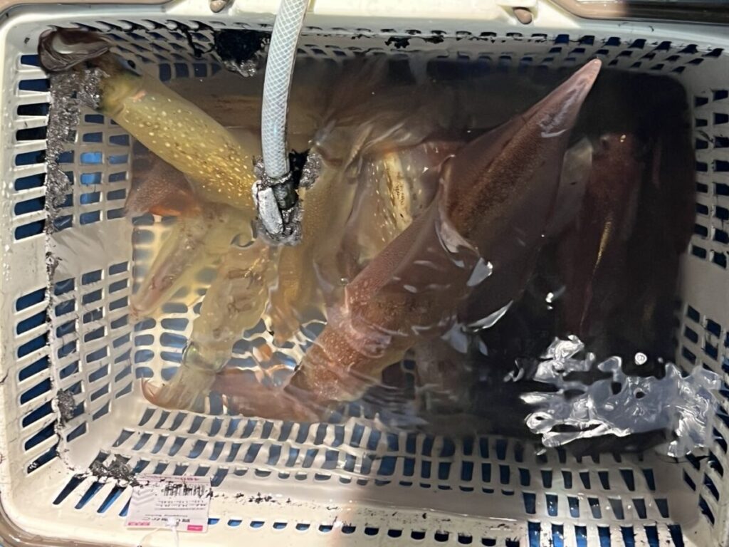 白いプラスチックのカゴの中に、数匹の生きているイカが水に浸かっており、ホースから容器内に新鮮な水が供給されている。この光景は、魚市場で撮影されたものと思われる。.