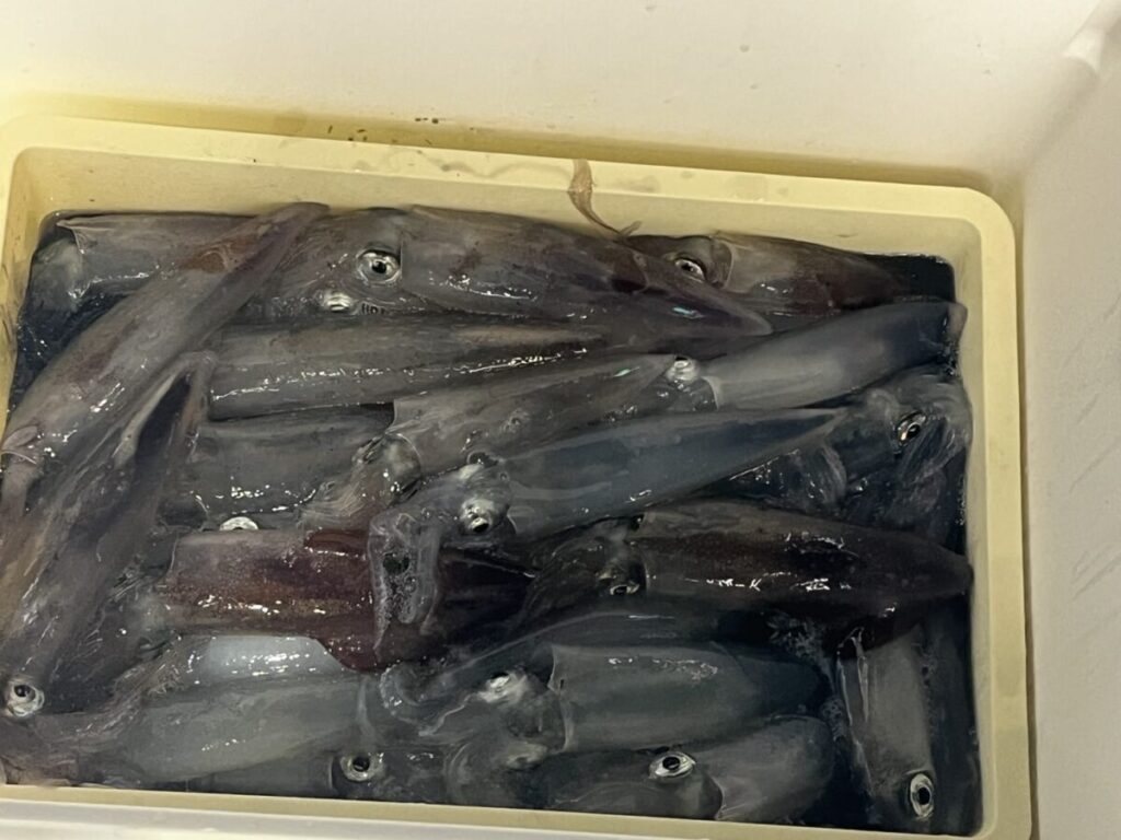 白いクーラーボックスの中に、水と氷に浸された、獲れたてのイカが数匹入った黄色い容器がある。イカは灰色や紫色のさまざまな色合いで、目がはっきりと見える。.