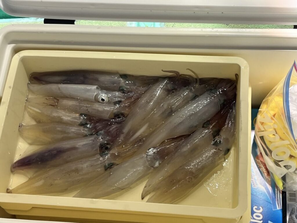 大きなクーラーボックスの中に、新鮮なイカが数匹、ぎっしりと詰め込まれた黄色いプラスチック容器が入っている。容器の右側には、ジップロック袋の一部が見えている。.