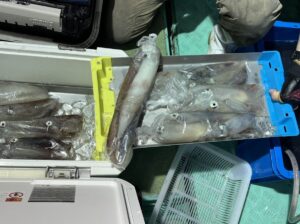 獲れたてのイカが数匹、クーラーと青いトレーに氷の状態で陳列され、緑色のテクスチャーの表面には人の足が近くに見える。.