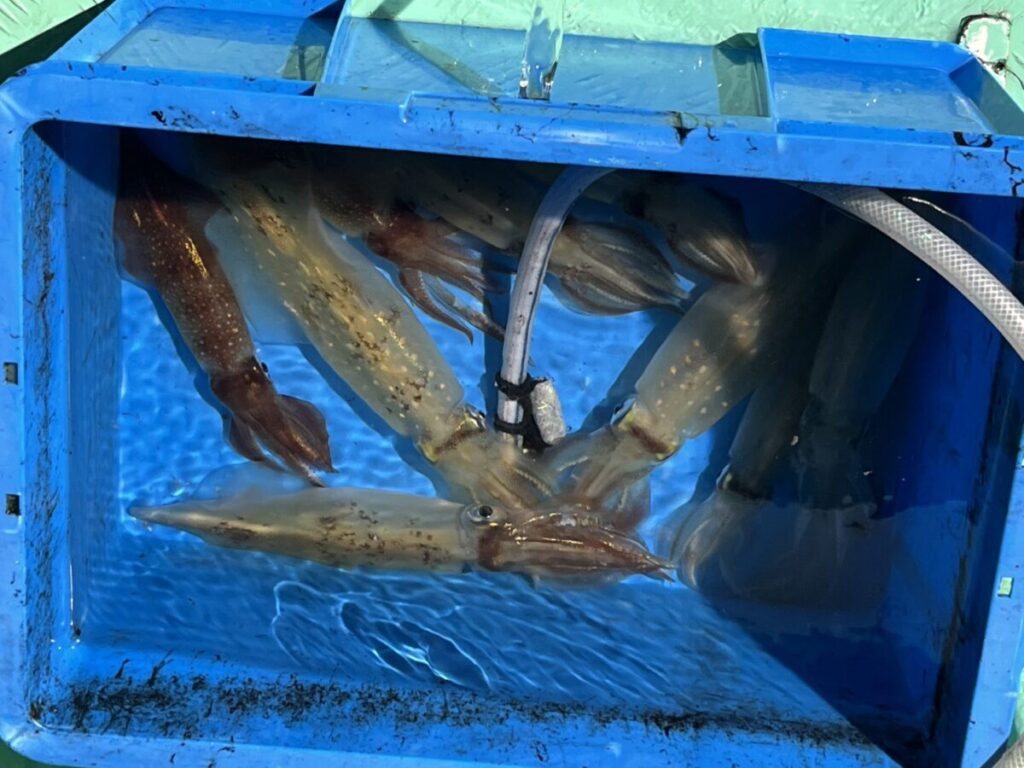 水で満たされた青いプラスチック容器の中に、数匹の生きているイカが群がっており、内部には通気用のホースが水中に沈められている。イカは細長い体をしていて、水面からその姿が部分的に覗いている。.