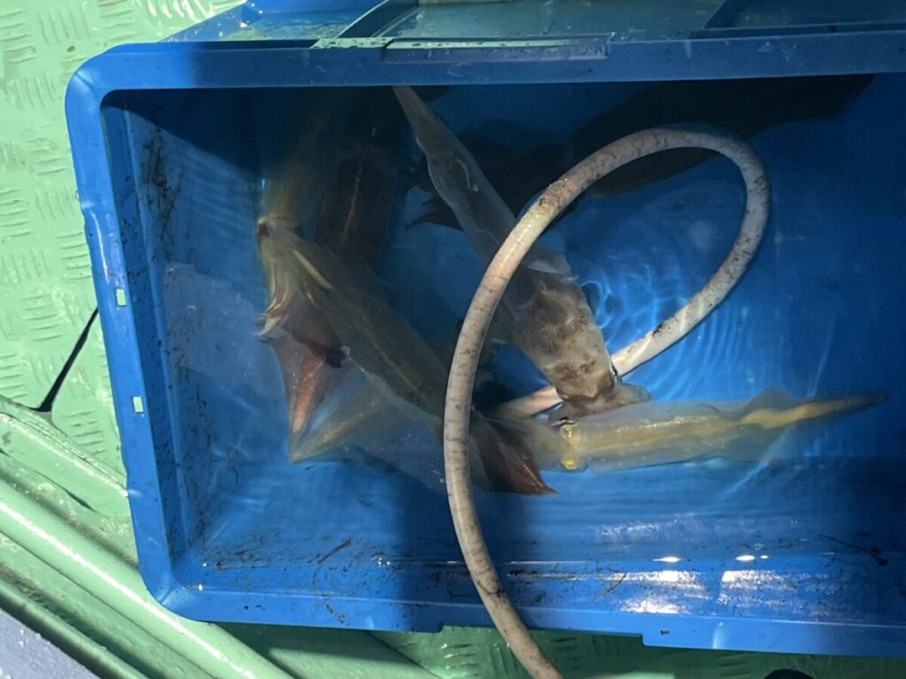 水で部分的に満たされた青いプラスチック製の容器の中に数匹のイカが入っており、その上に白いホースが輪になってかけられている。容器は、緑色のざらざらした質感の表面の上に置かれている。.