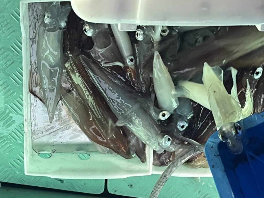 獲れたてのイカがぎっしりと詰められた容器が、質感のある緑色の表面の上に置かれている。イカの体はつややかで、目もはっきりと見える。右下隅には、青い物体とホースが一部見える。.