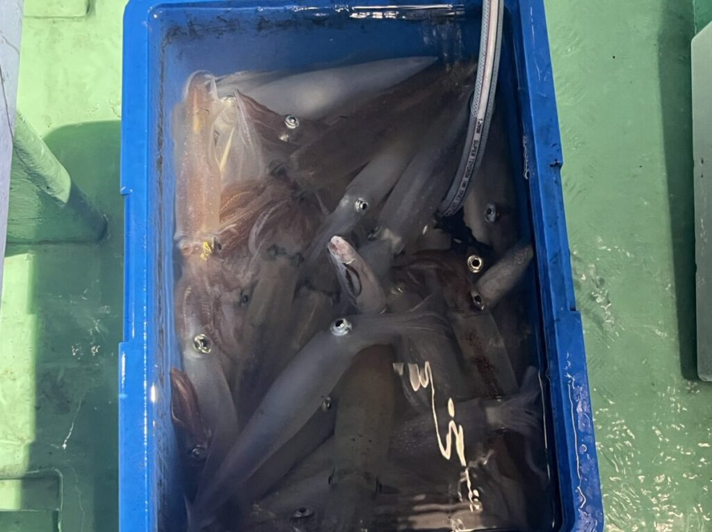 緑色の台の上に、水に浸された生きたイカが入った青いプラスチック容器が置かれている。水の中にはホースが差し込まれており、おそらく酸素供給のためか、あるいはイカを新鮮に保つためのものであろう。.