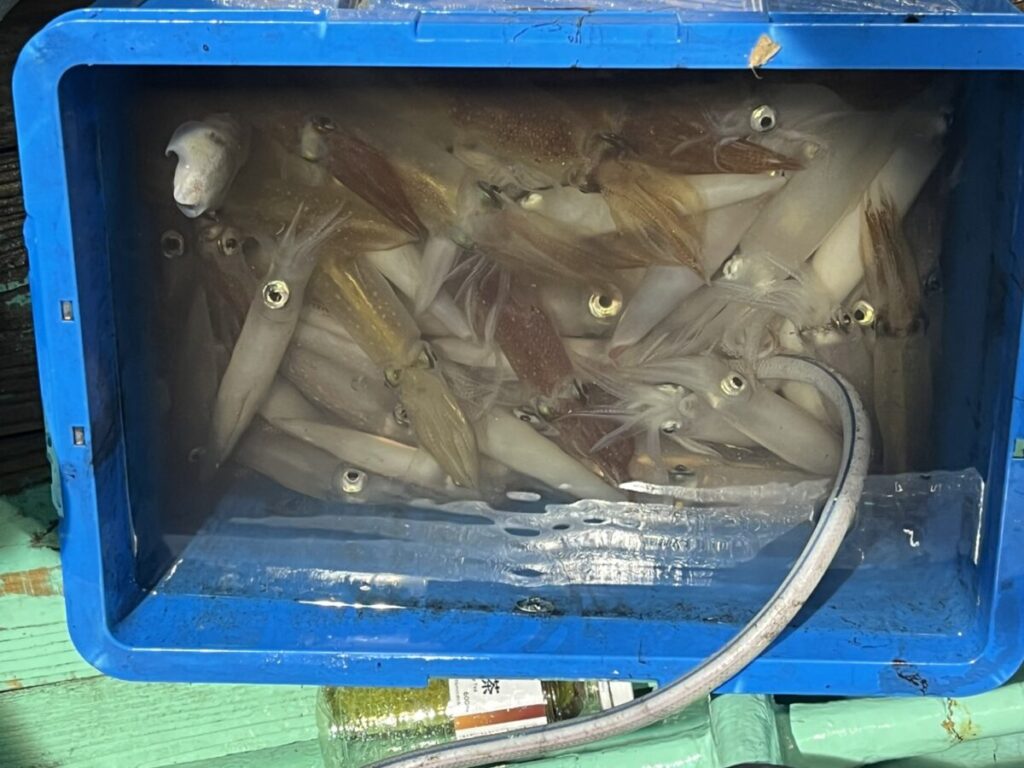 水で満たされた青いプラスチックの容器の中には、獲れたてのイカが数多く入っており、中には目や触手がはっきりと見えるものもあり、容器にはホースが浸かっている。.
