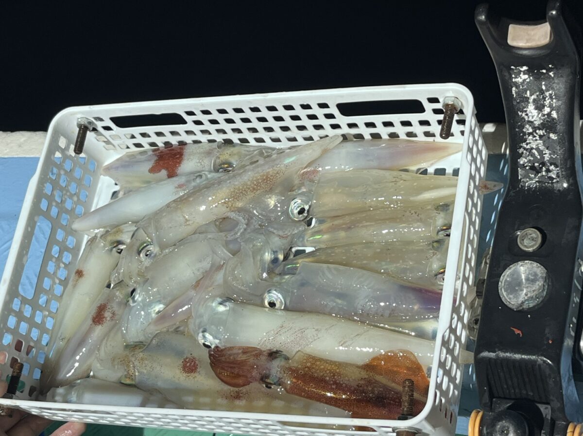 かごいっぱいに釣れたケンサキイカ