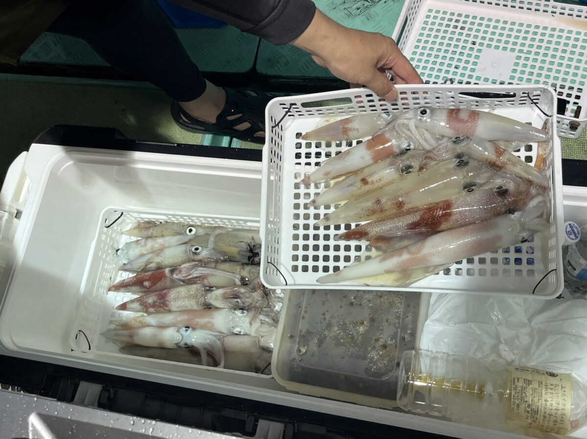 クーラーボックスとかごに入った釣果のイカ
