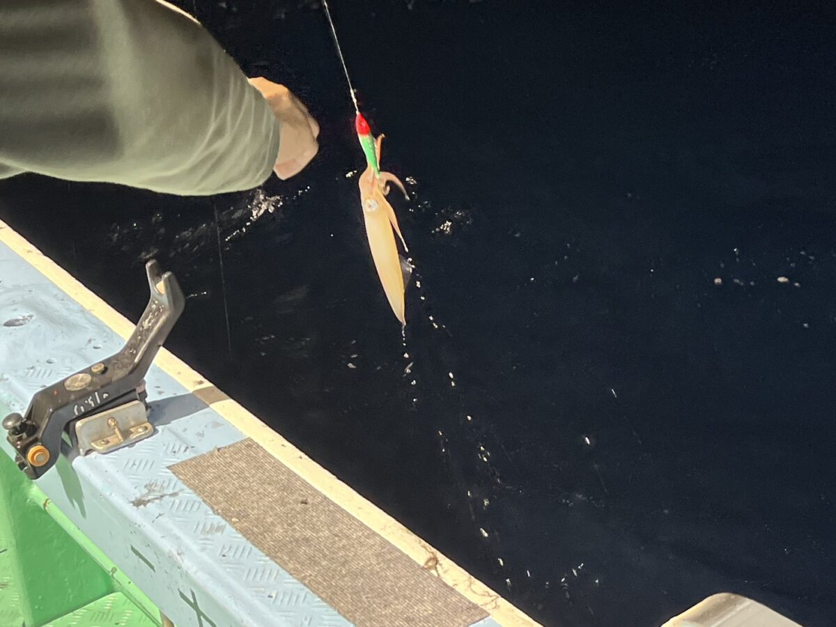 海面からスッテに掛かったケンサキイカを抜き上げる瞬間。玄界灘の夜焚きイカ釣り