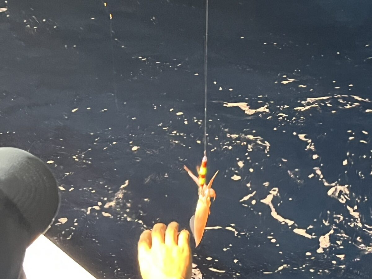 海面まで上がってきたケンサキイカをスッテごと抜き上げる釣り客。玄界灘・宗像大島沖の夜焚きイカ釣り
