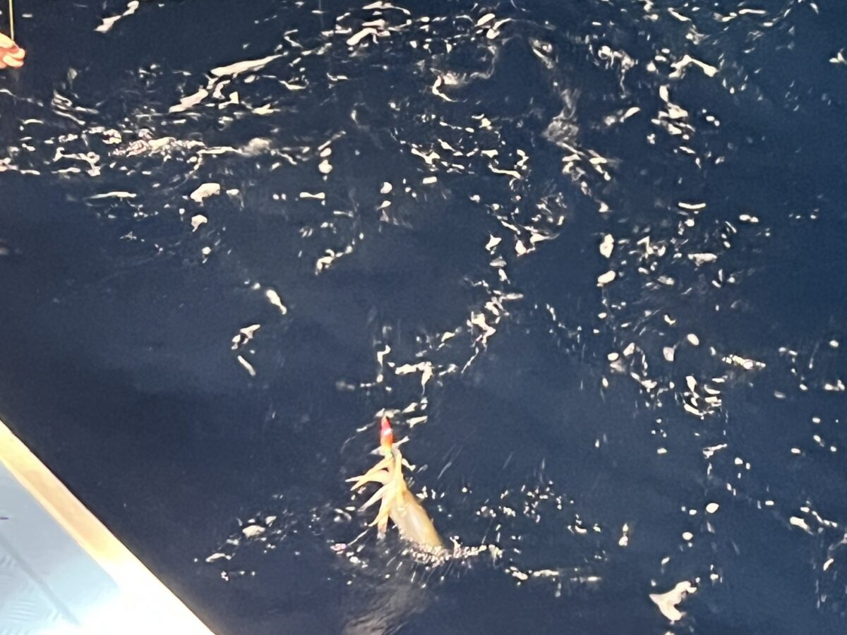 スッテに掛かって海面に浮かび上がってきたケンサキイカ。若潮丸の夜焚きイカ釣り