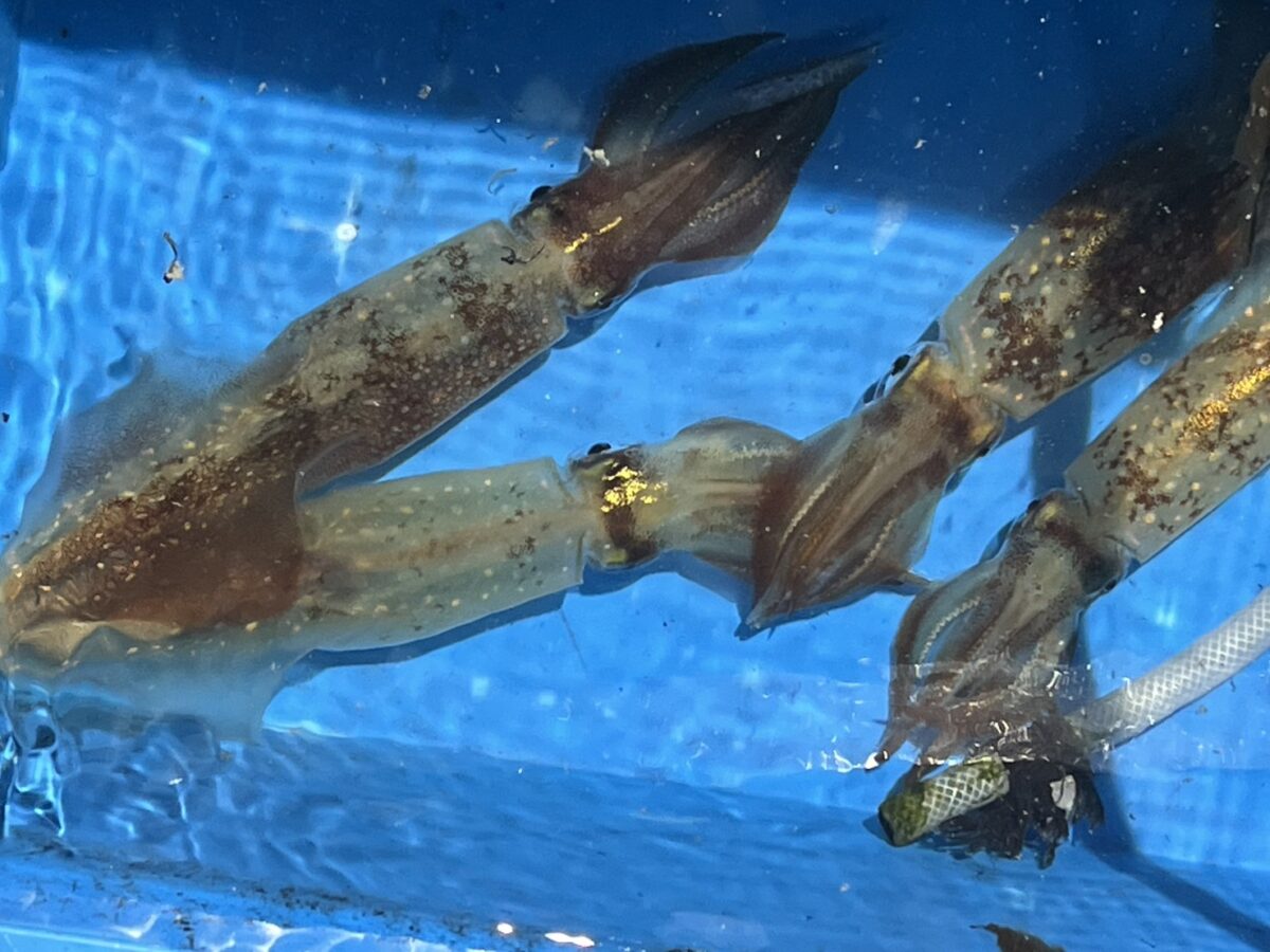 船上の生簀で泳ぐ釣れたてのケンサキイカ。玄界灘・宗像大島沖の夜焚きイカ釣り