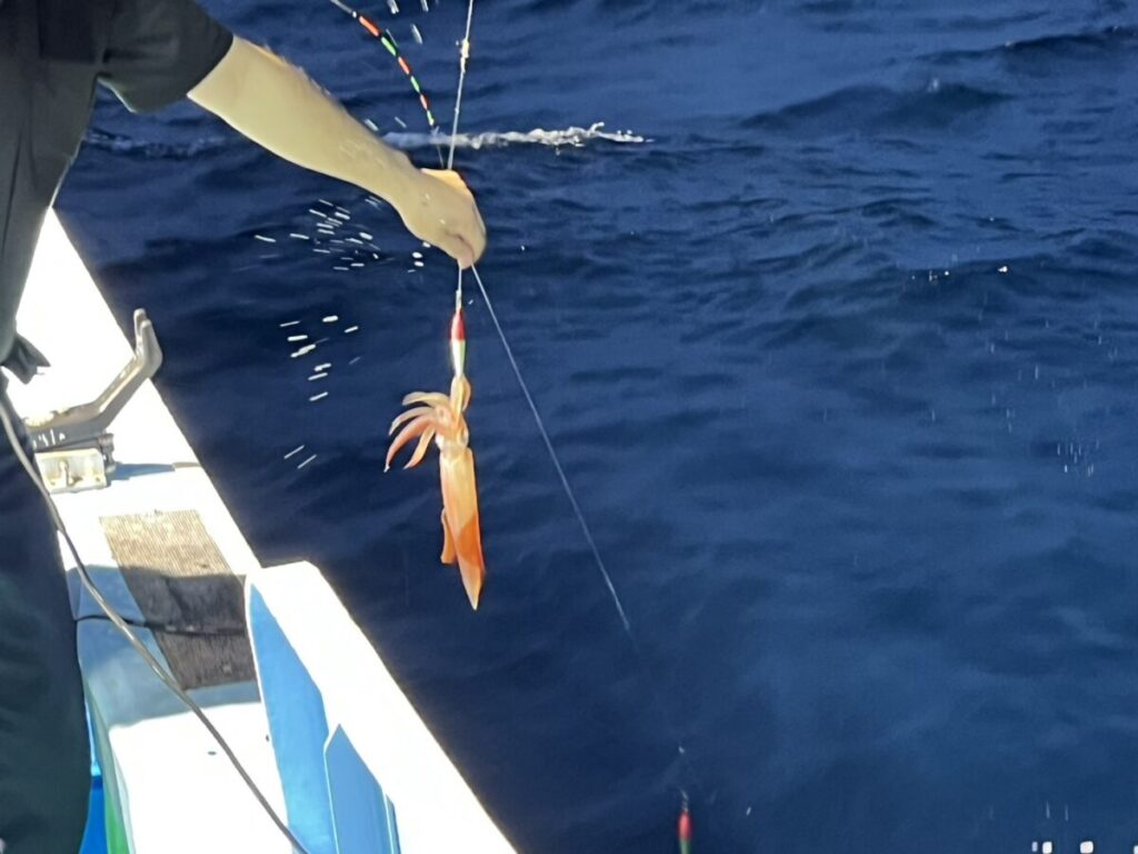 海面から引き上げられたケンサキイカ。若潮丸の夜焚きイカ釣り