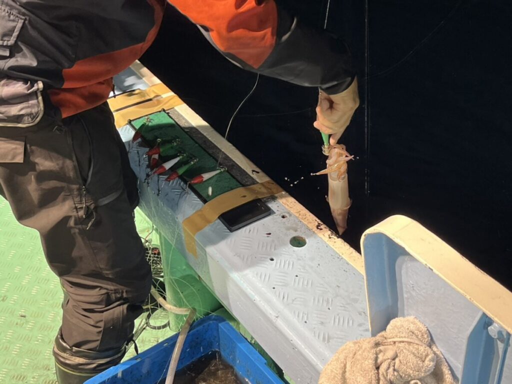 海面から引き上げたケンサキイカを見せる釣り客。若潮丸の夜焚きイカ釣り