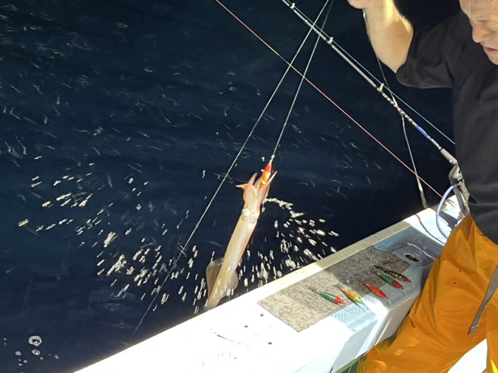 海面から引き上げられたケンサキイカ。若潮丸の夜焚きイカ釣り