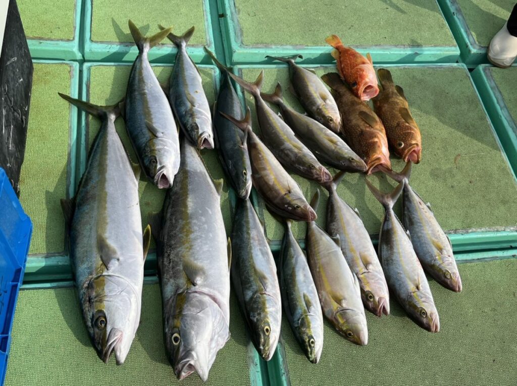 船上に並べた青物などの釣果。玄界灘・宗像大島沖、若潮丸の落とし込み釣り