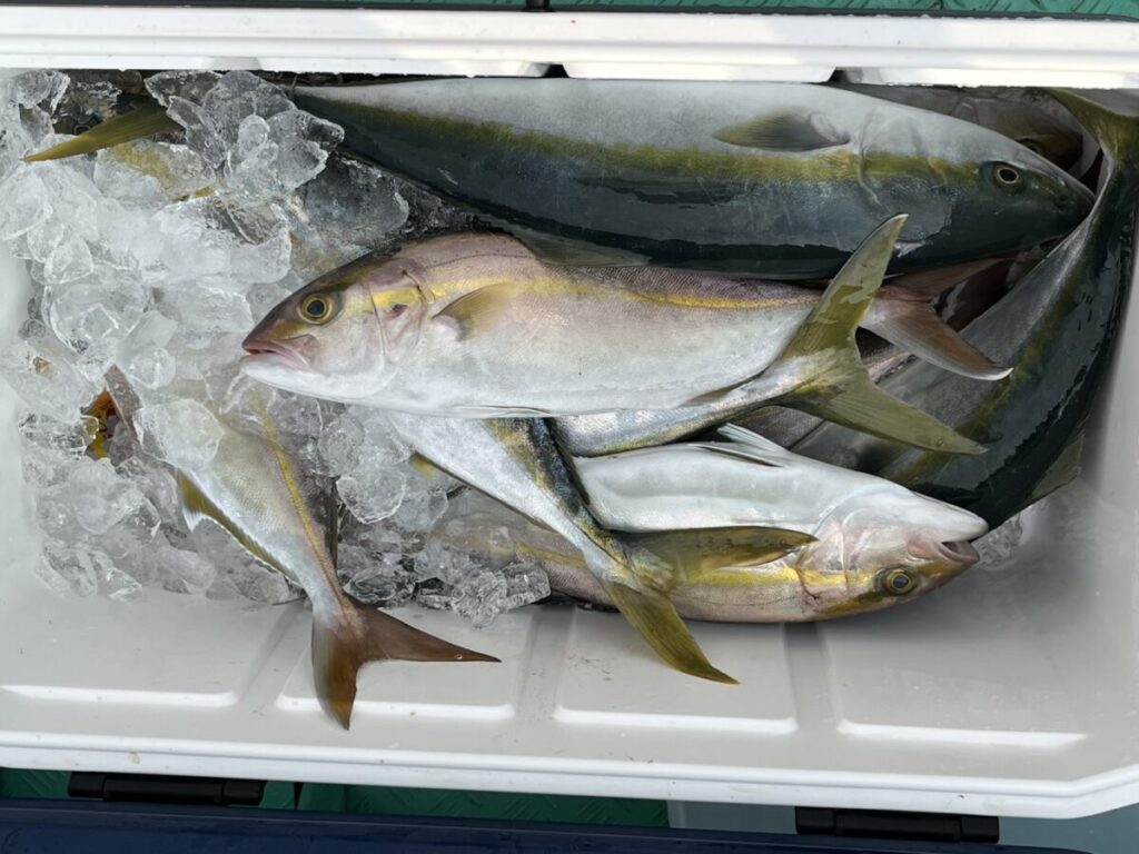 クーラーボックスに入った青物の釣果。若潮丸の落とし込み釣り