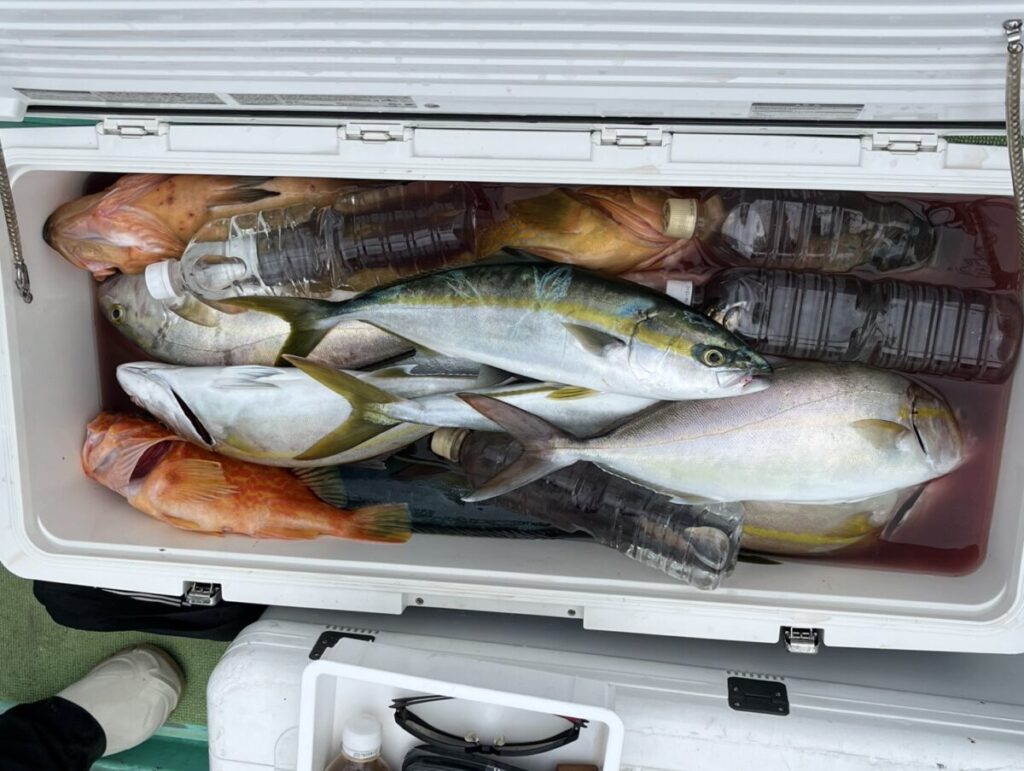 クーラーボックスに入った青物などの釣果。若潮丸の落とし込み釣り