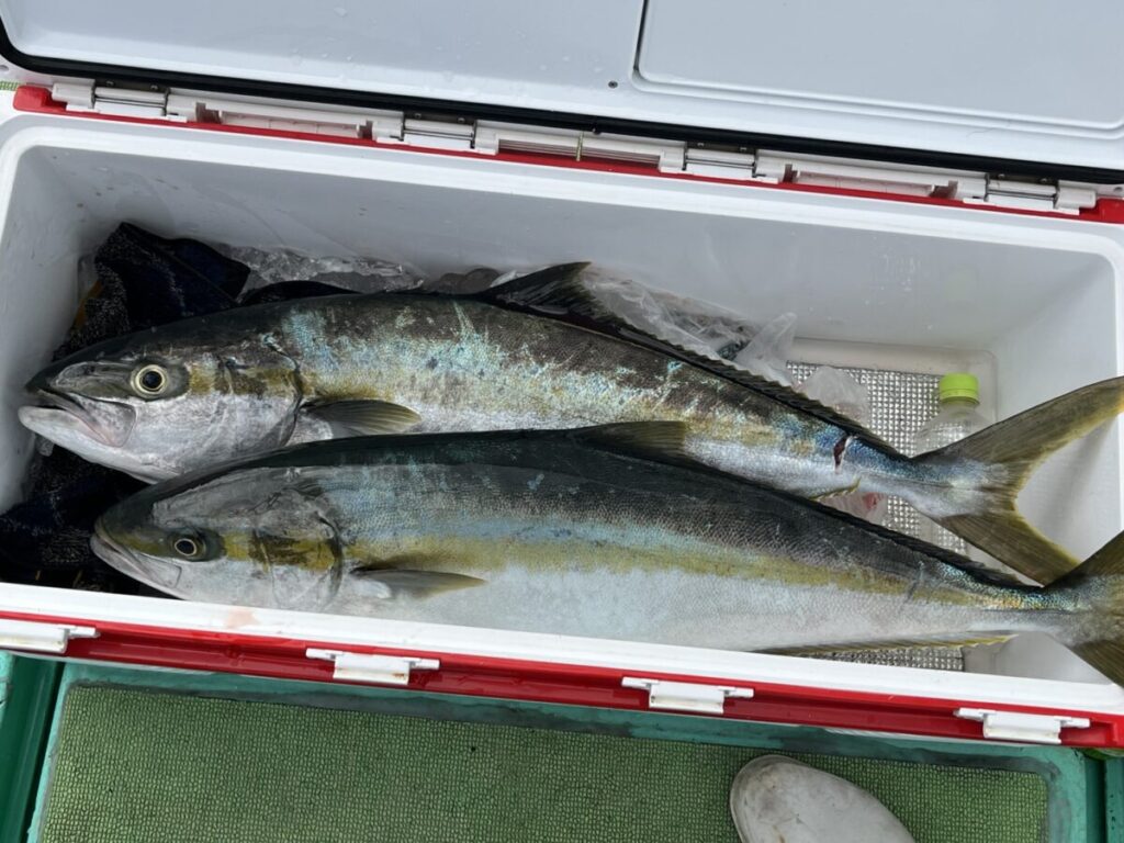 夜明けに釣れたタイを手にする釣り客。玄界灘・宗像大島沖、若潮丸の落とし込み釣り