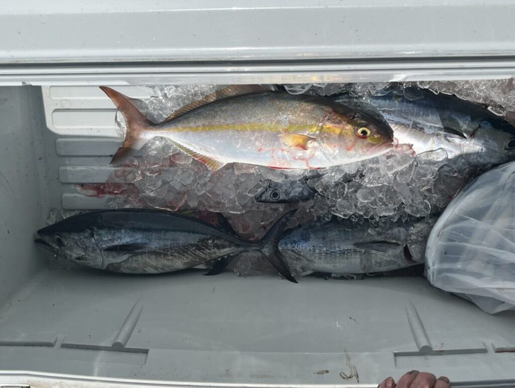 クーラーに並んだ青物などの釣果。若潮丸の落とし込み釣り